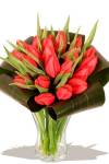 Cupids tulips