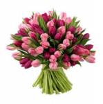 Tulips for Mum