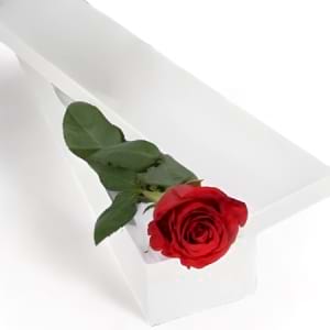 Single Red Rose